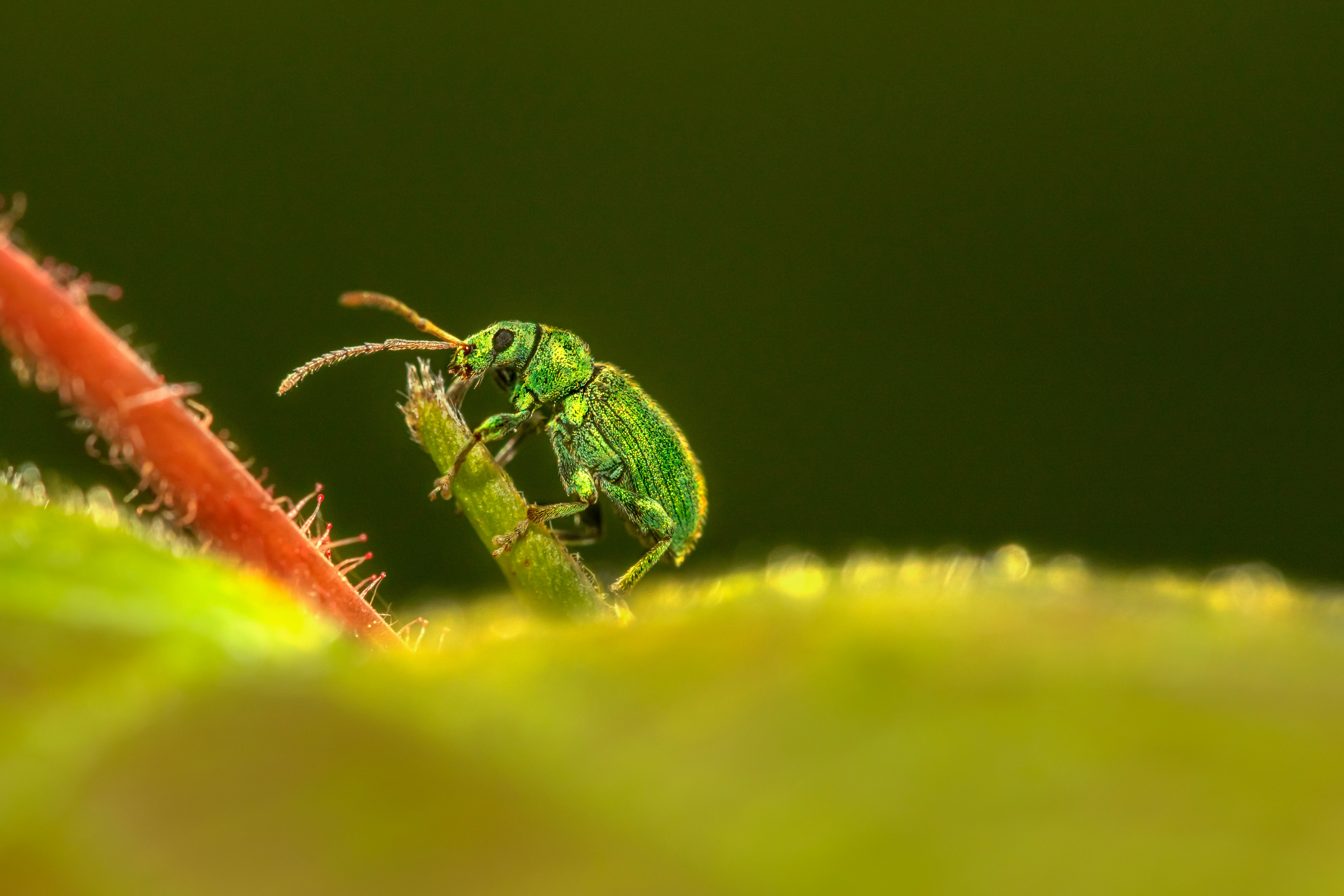 green bug on green leaf