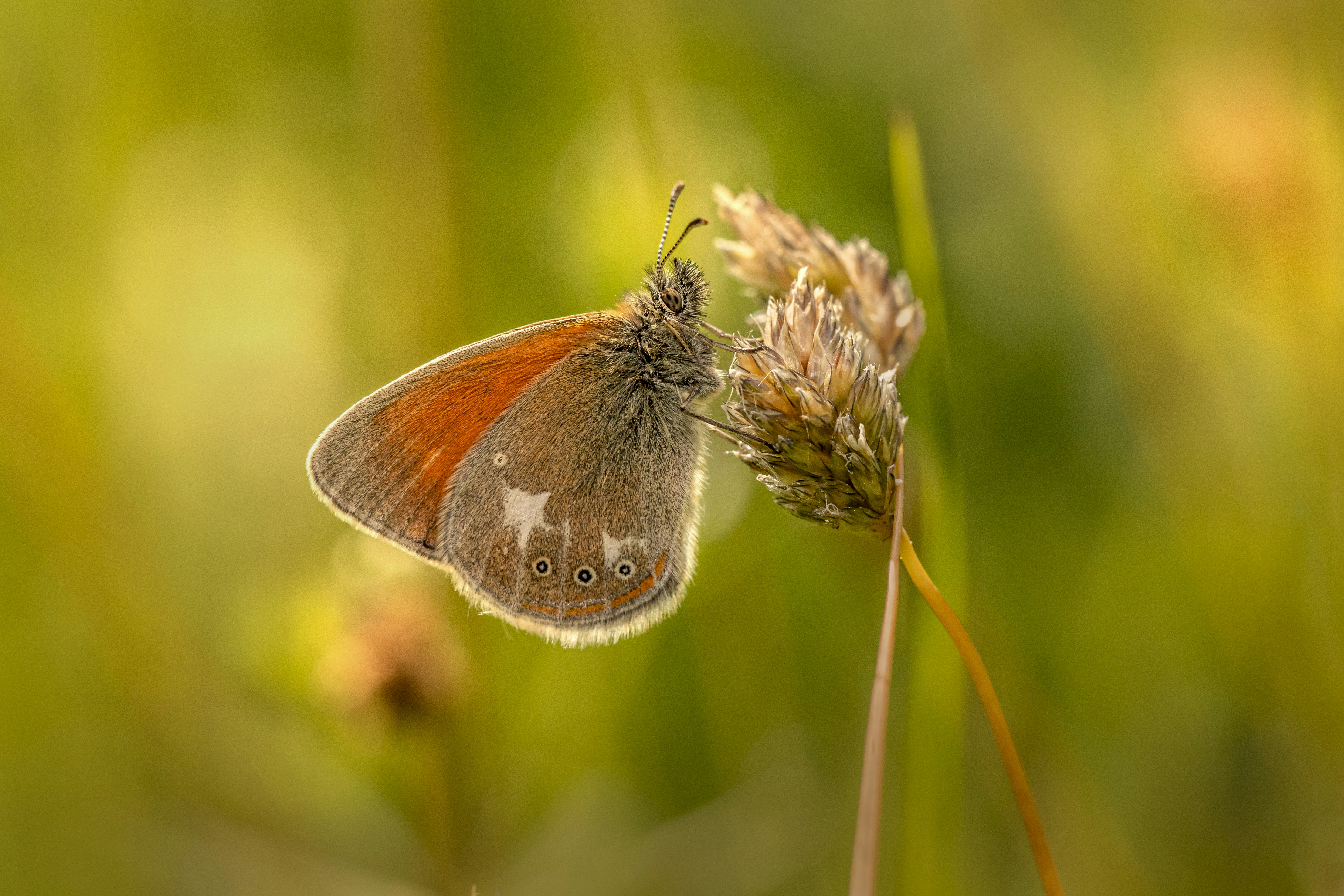 Photo by erik_karits