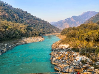 green river between green trees during daytime