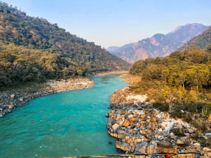 green river between green trees during daytime