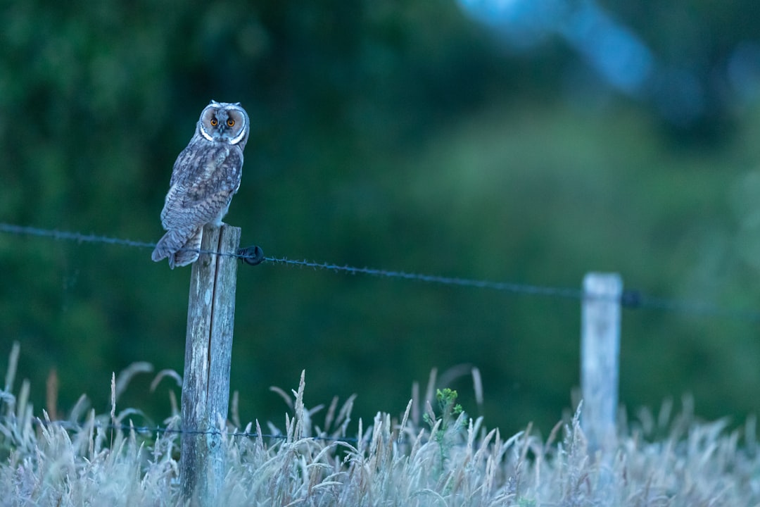 gray owl on brown wooden fence during daytime