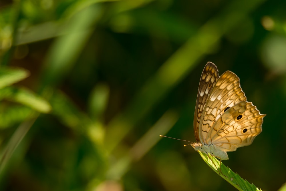 brown and white butterfly perched on green leaf in close up photography during daytime