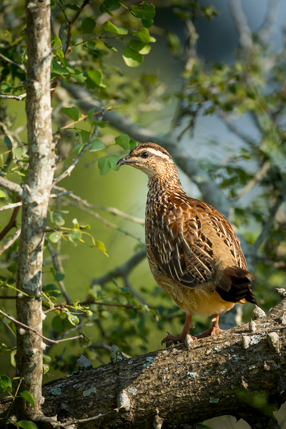 brauner und weißer Vogel tagsüber auf Ästen