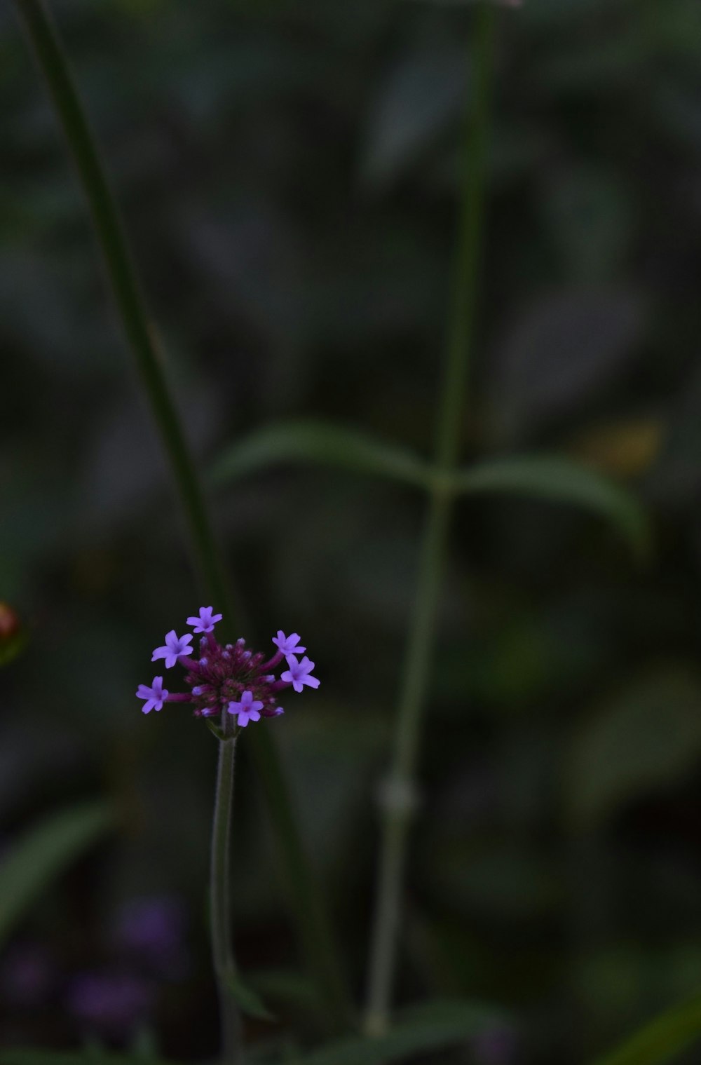 purple flower in tilt shift lens