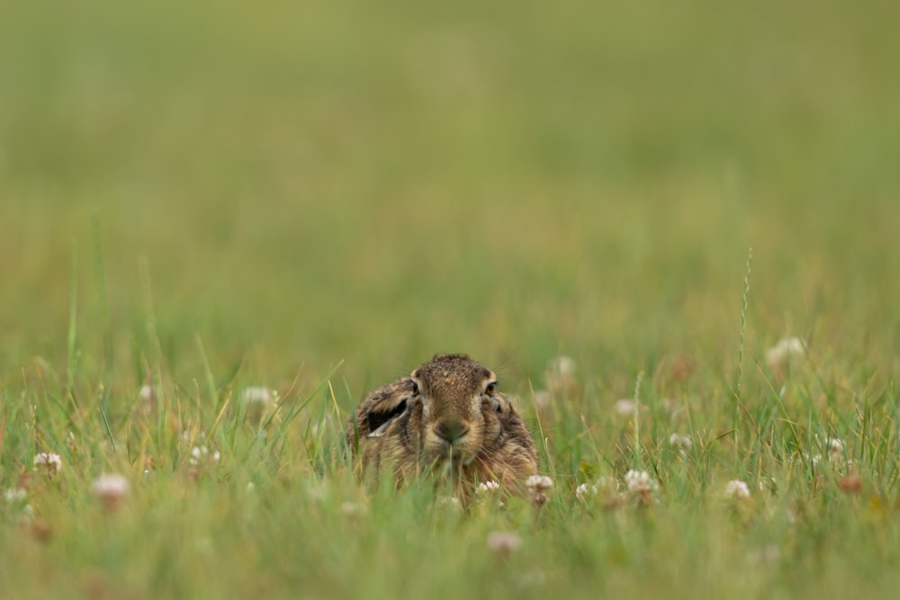 brown rabbit on green grass during daytime