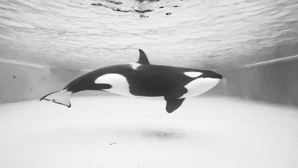 baleine noire et blanche dans l’eau