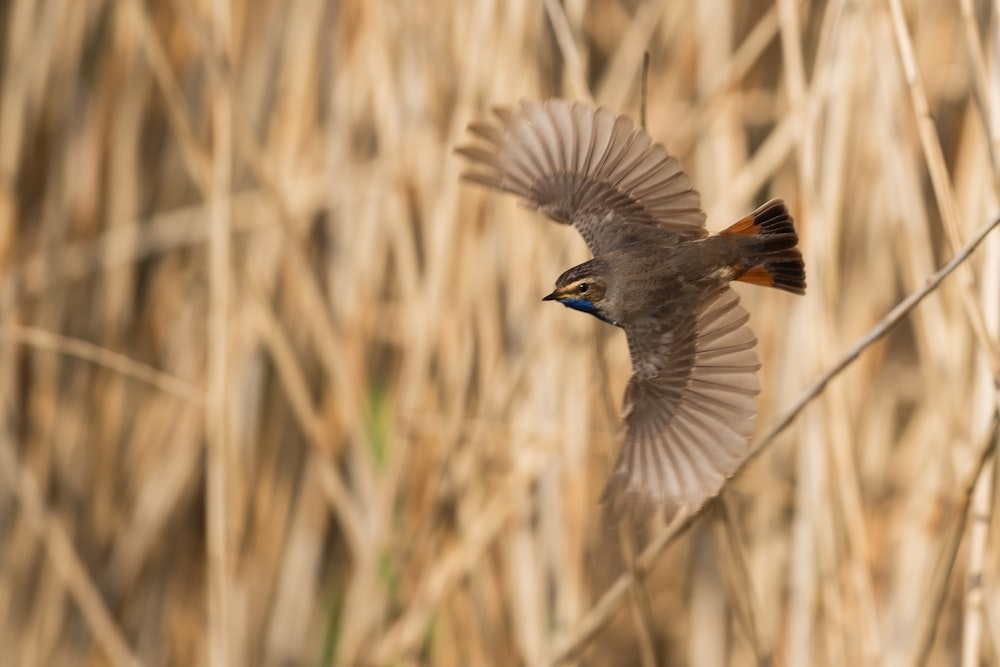 grey and black bird flying