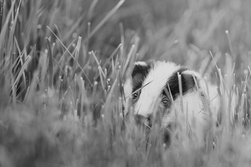 grayscale photo of a dog on grass field