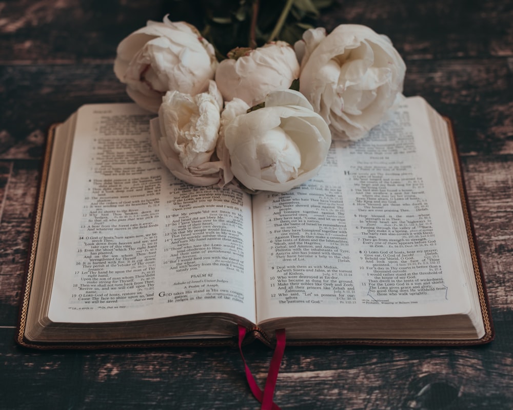 white rose on book page