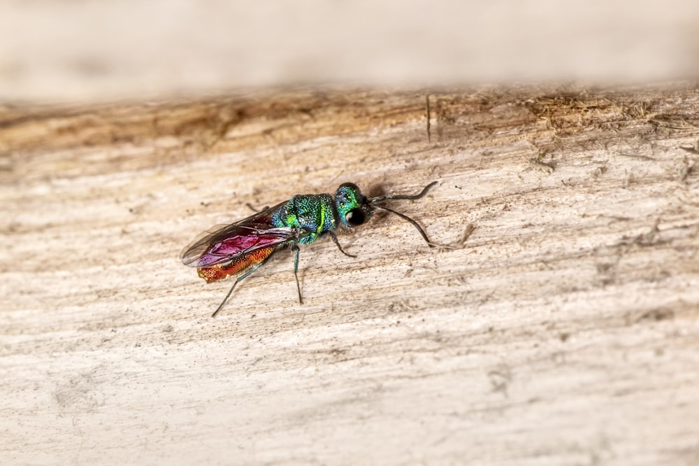 green and brown fly on white textile