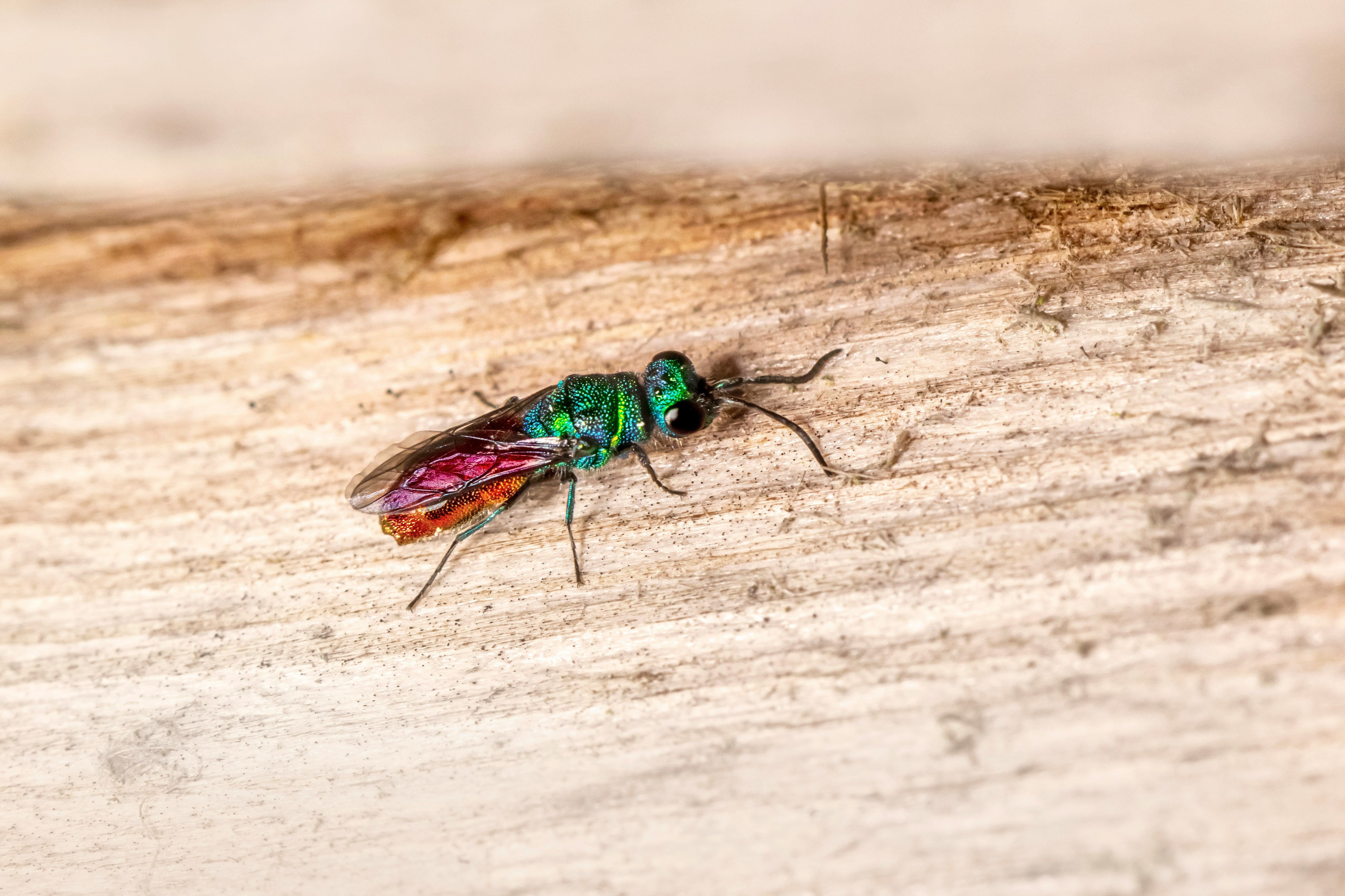 green and brown fly on white textile