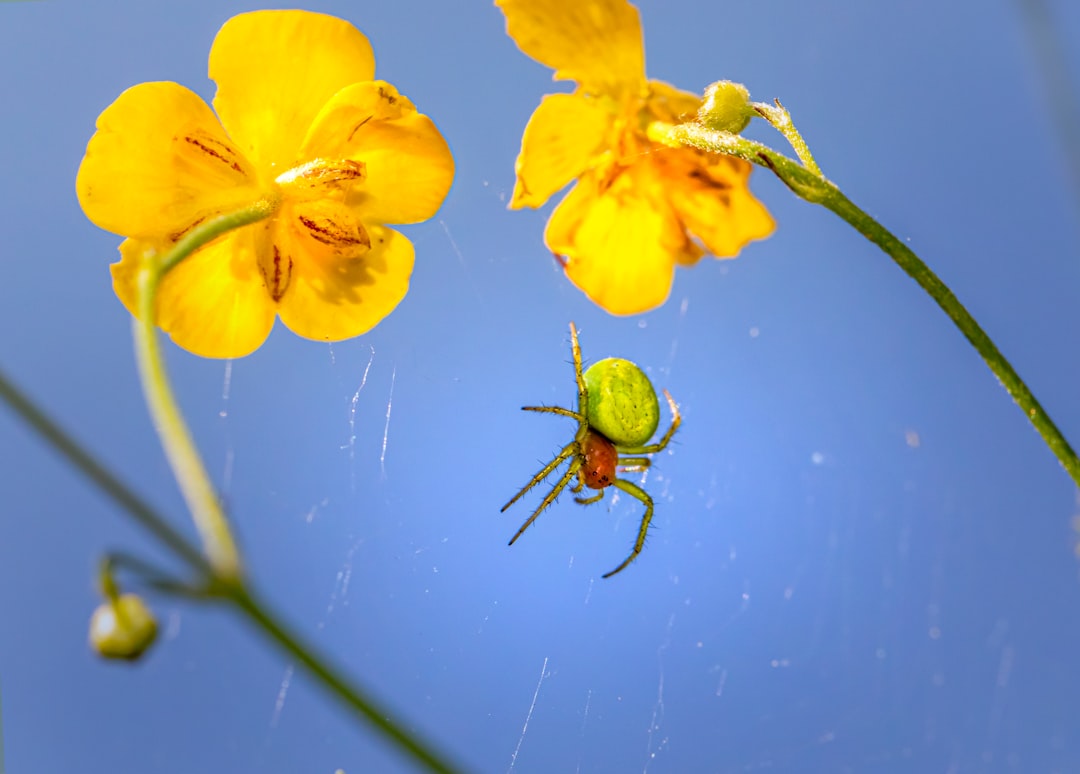 black and yellow spider on yellow flower