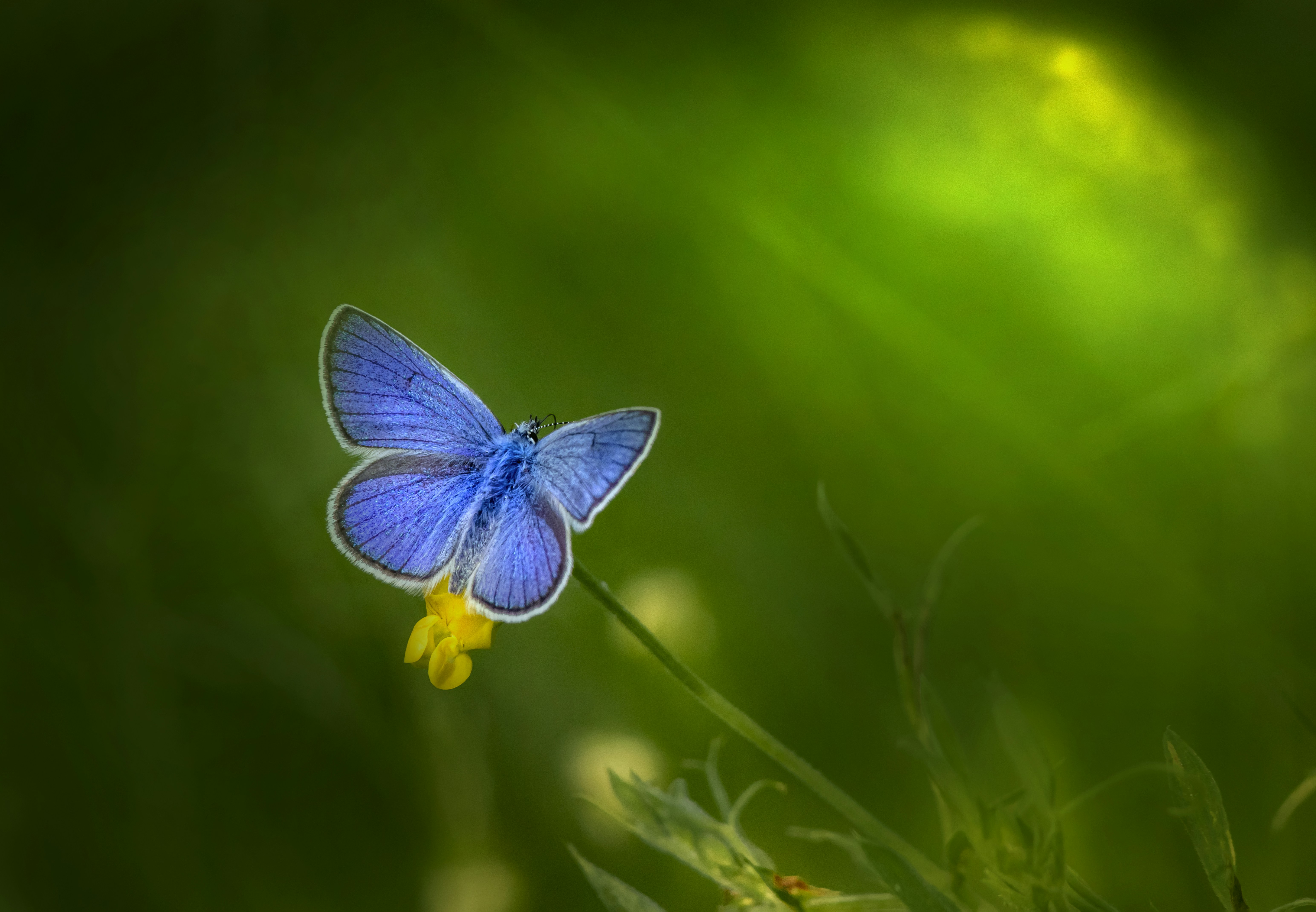 Photo by erik_karits