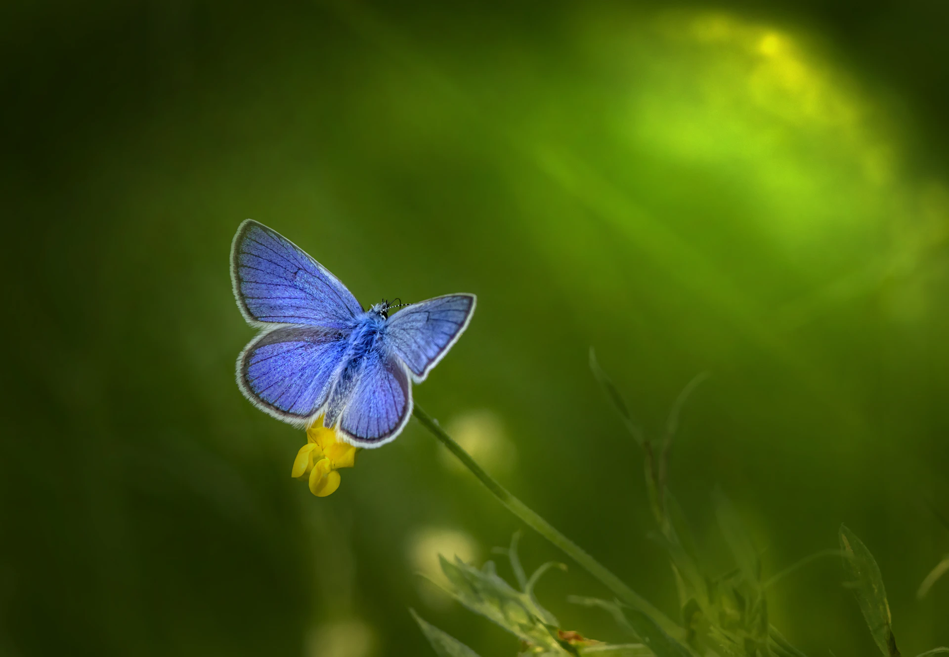 blue and white butterfly perched on green leaf in close up photography during daytime