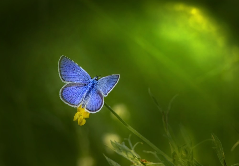 blue and white butterfly perched on green leaf in close up photography during daytime