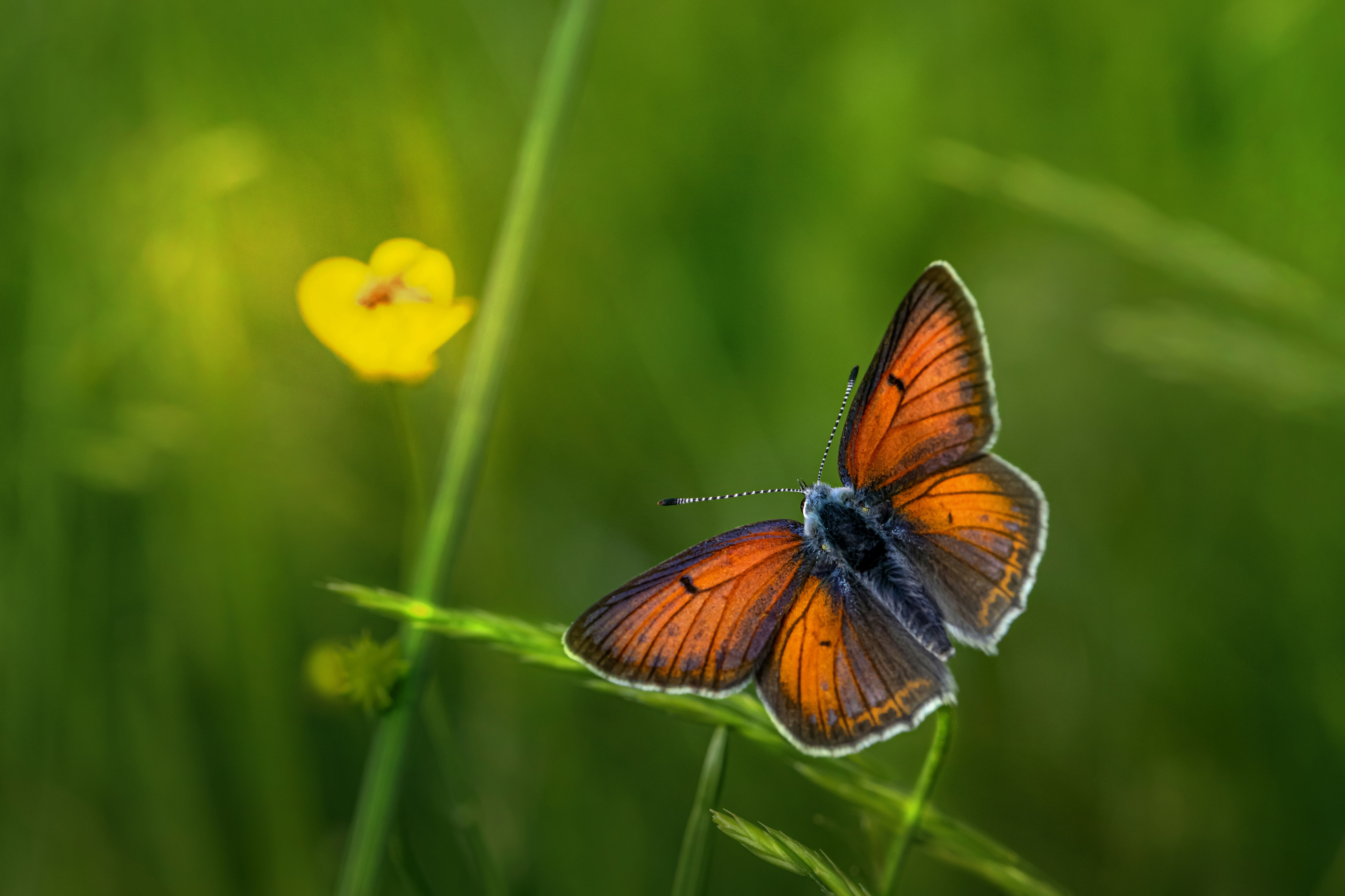 Photo by erik_karits