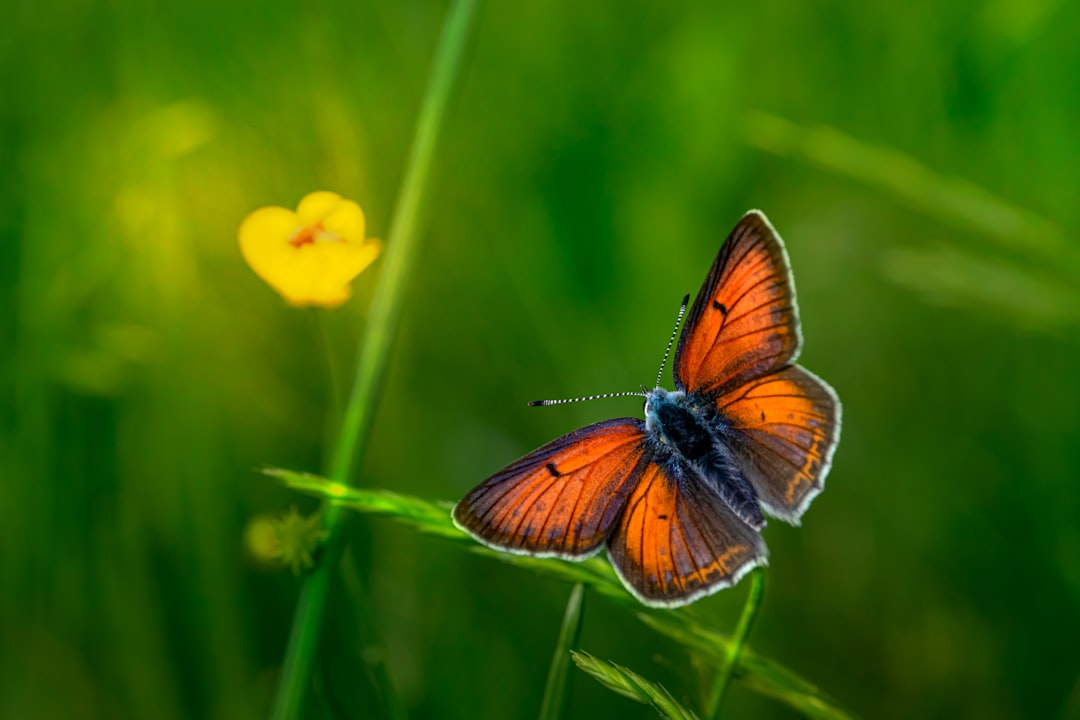 brown and black butterfly perched on yellow flower