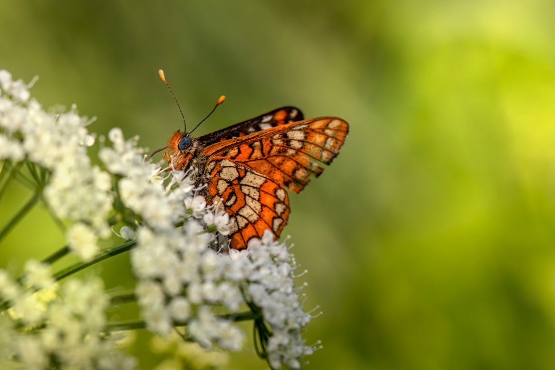 orange and black butterfly perched on white flower