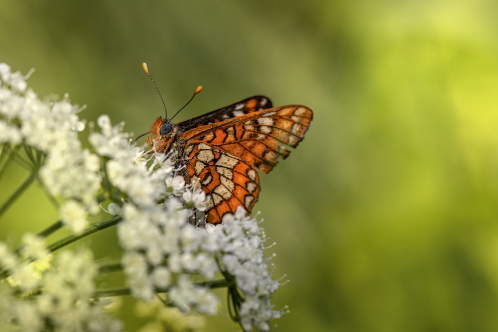 orange and black butterfly perched on white flower
