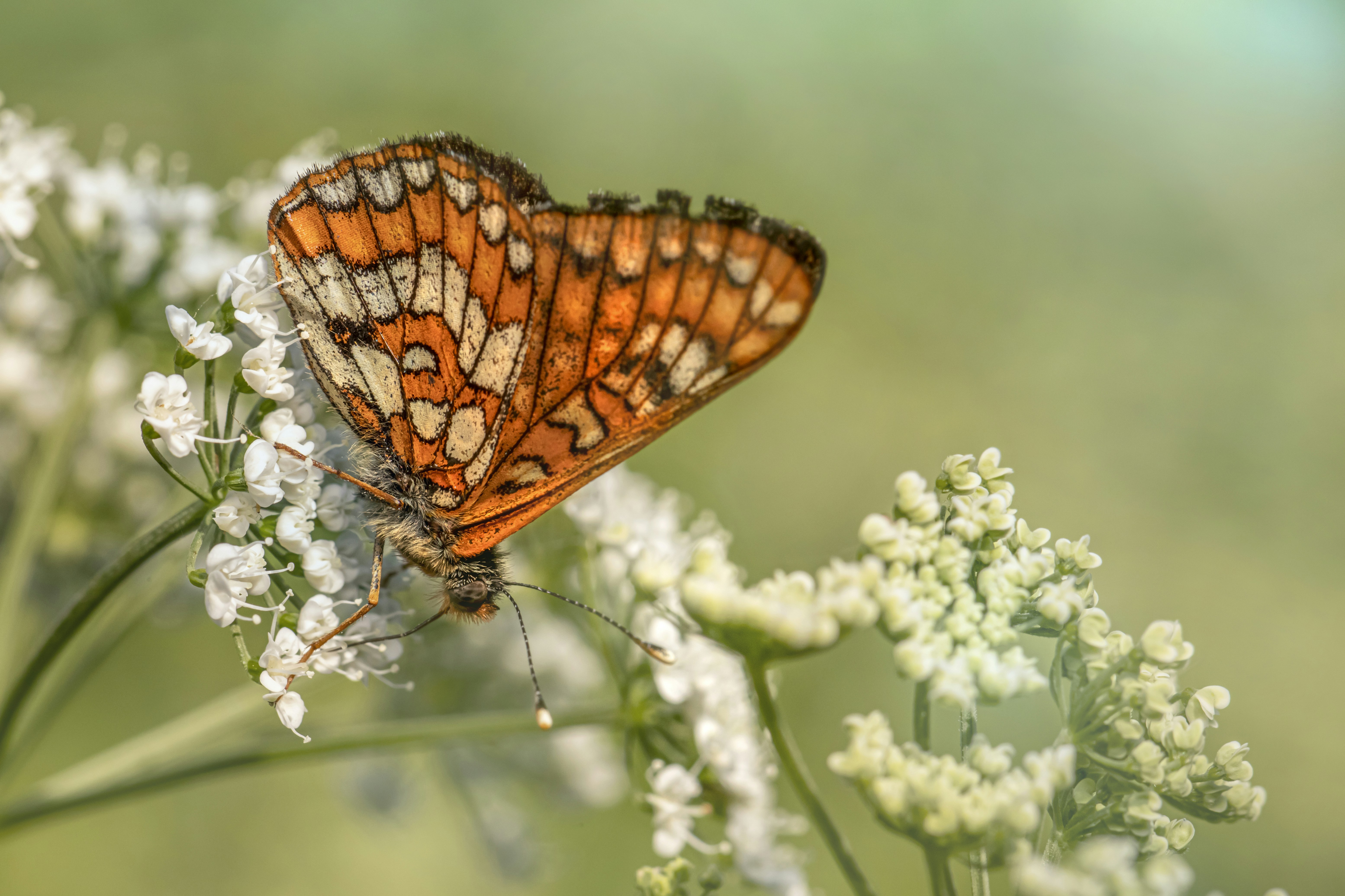 Photo by erik_karits