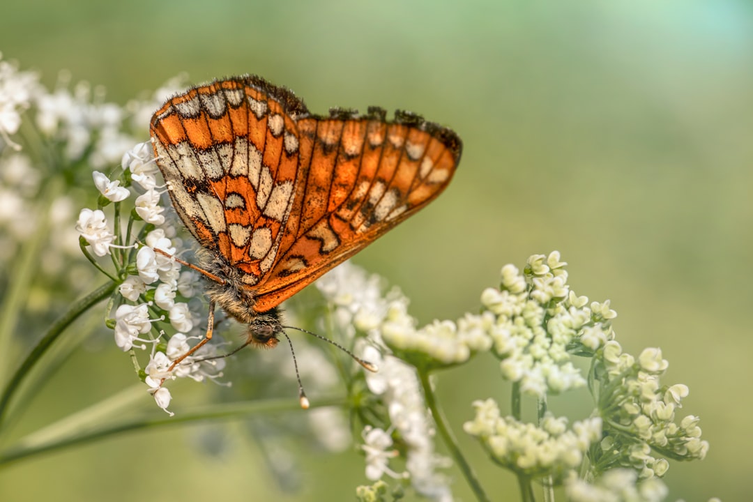 brown and black butterfly perched on white flower