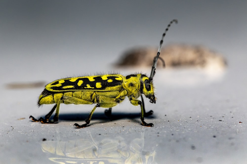 yellow and black insect on white textile