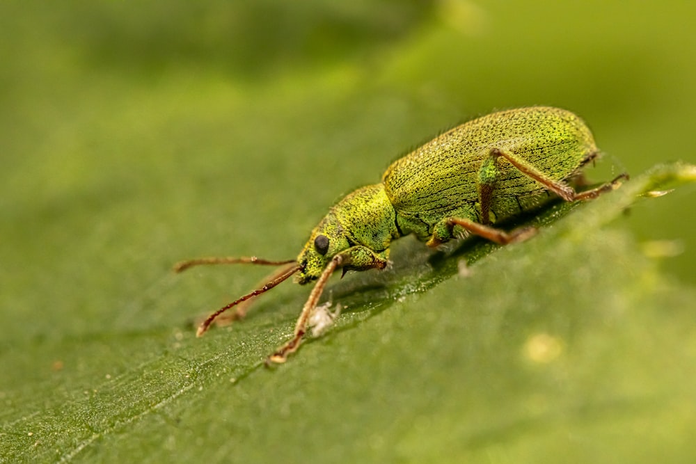 green and black bug on green leaf in macro photography
