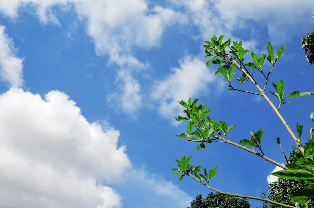 green leaves under blue sky during daytime