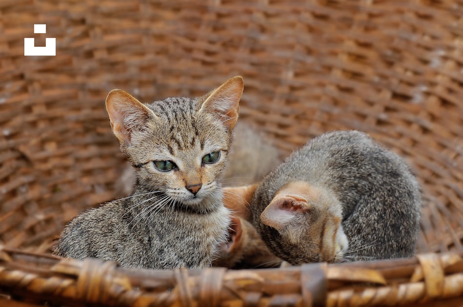 Foto gato atigrado marrón y gatitos atigrados grises en una cesta de mimbre  marrón – Imagen Gato gratis en Unsplash
