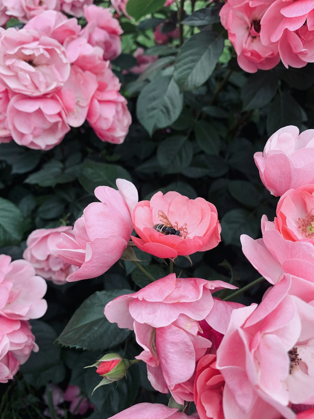 pink flowers with green leaves