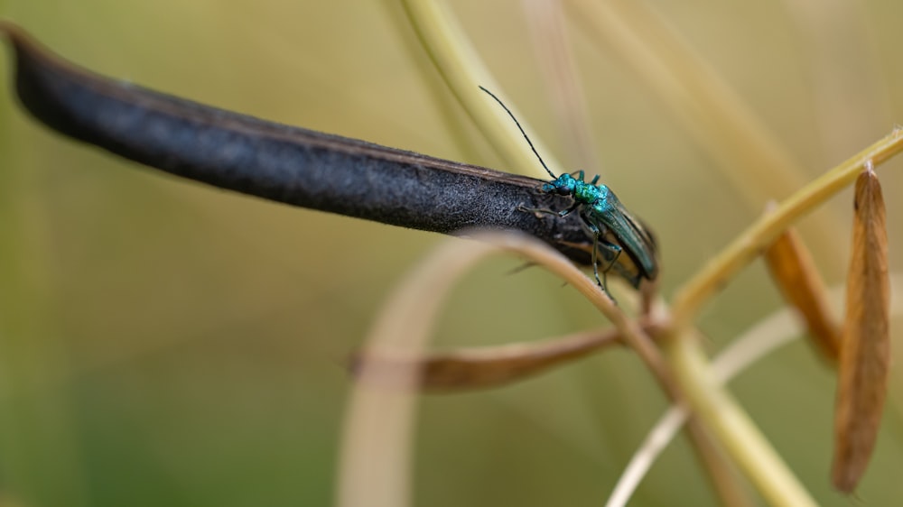 green and black butterfly on brown stick