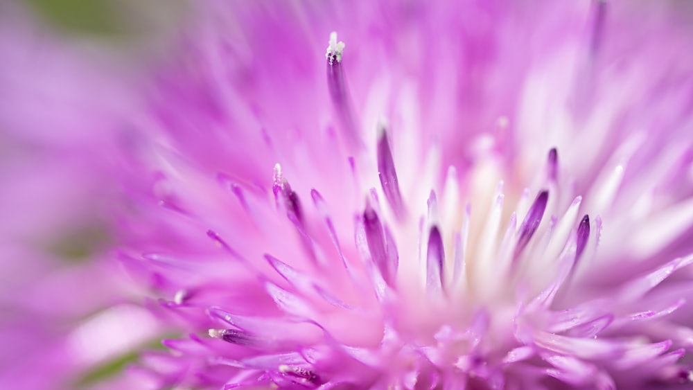 purple flower in macro lens