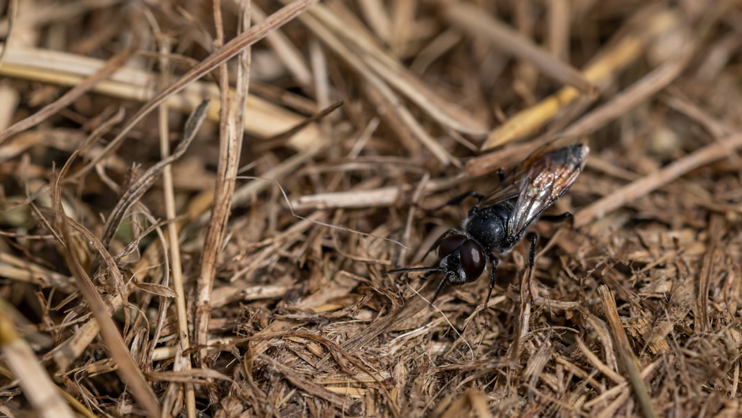 black and brown insect on brown dried grass during daytime