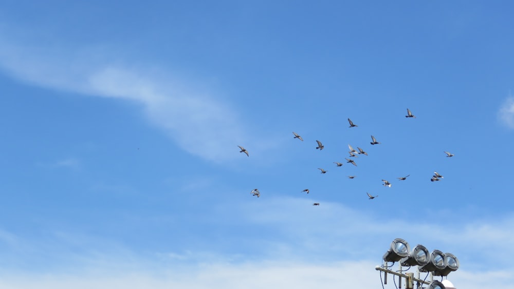 birds flying under blue sky during daytime