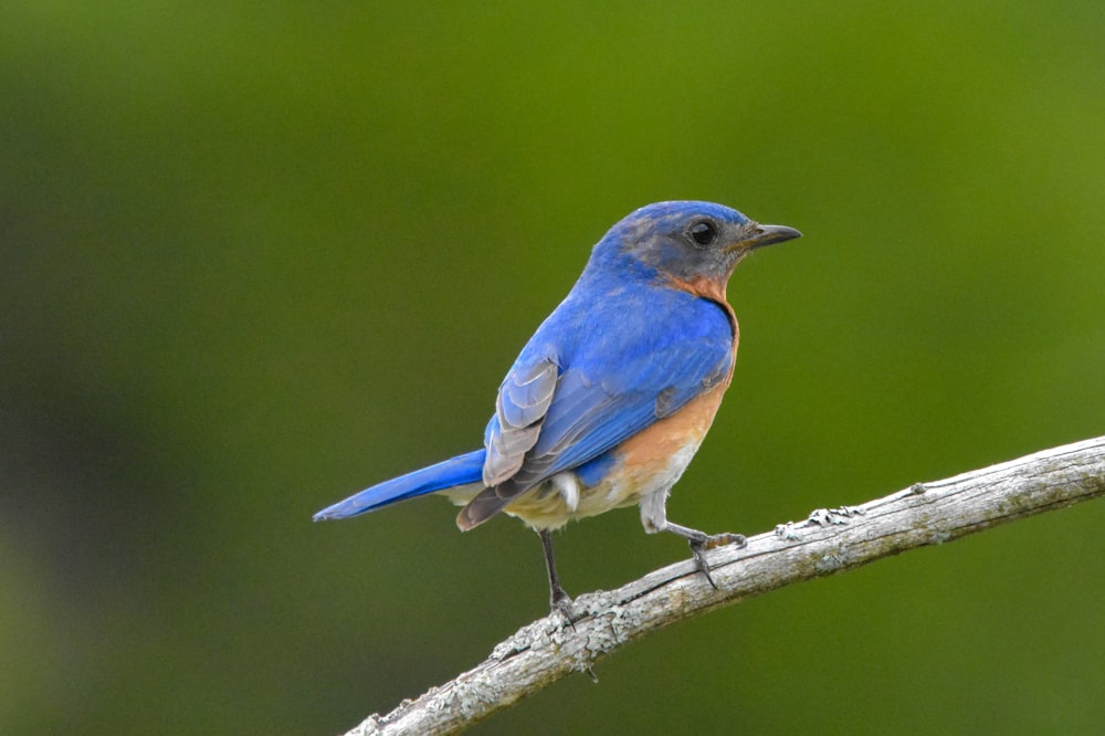 blue and brown bird on brown tree branch