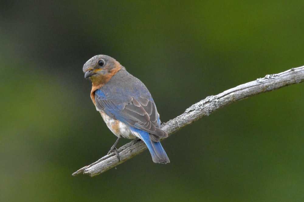 blue and yellow bird on tree branch