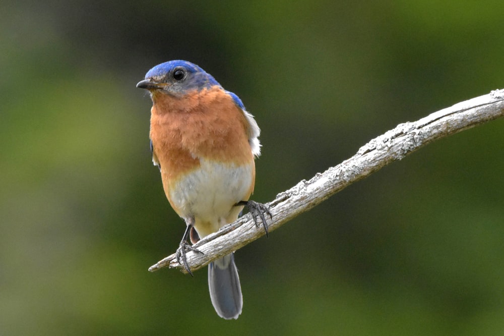 pássaro marrom e azul no galho marrom da árvore