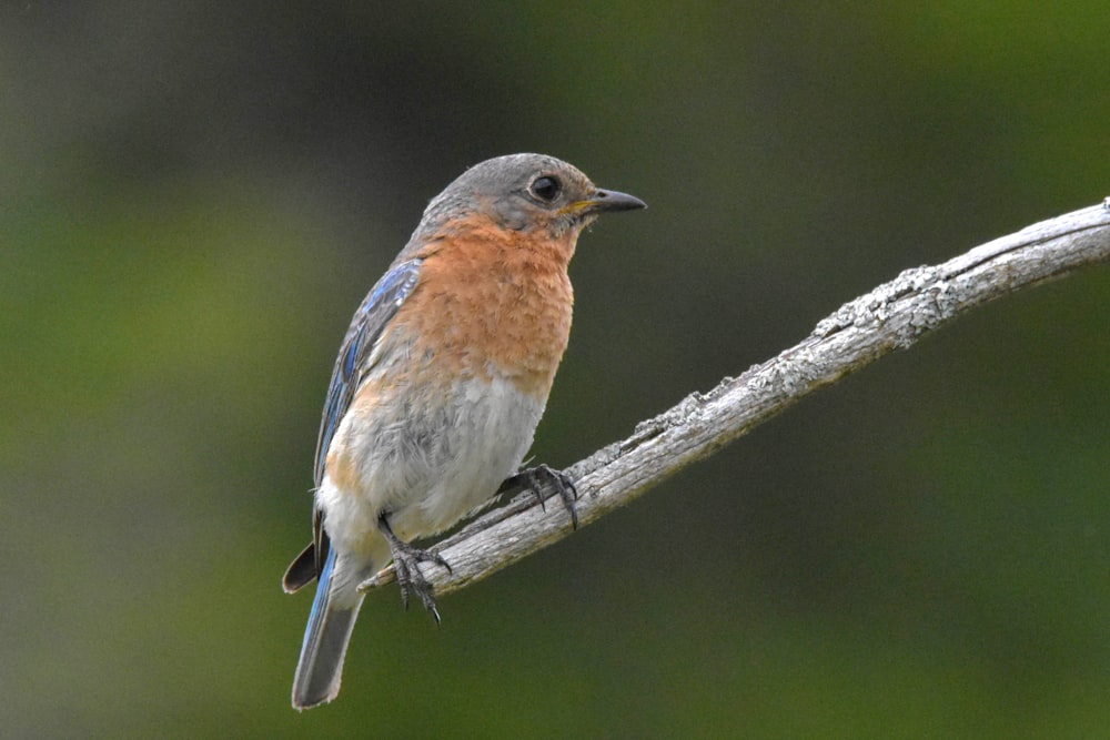 brown and white bird on brown tree branch