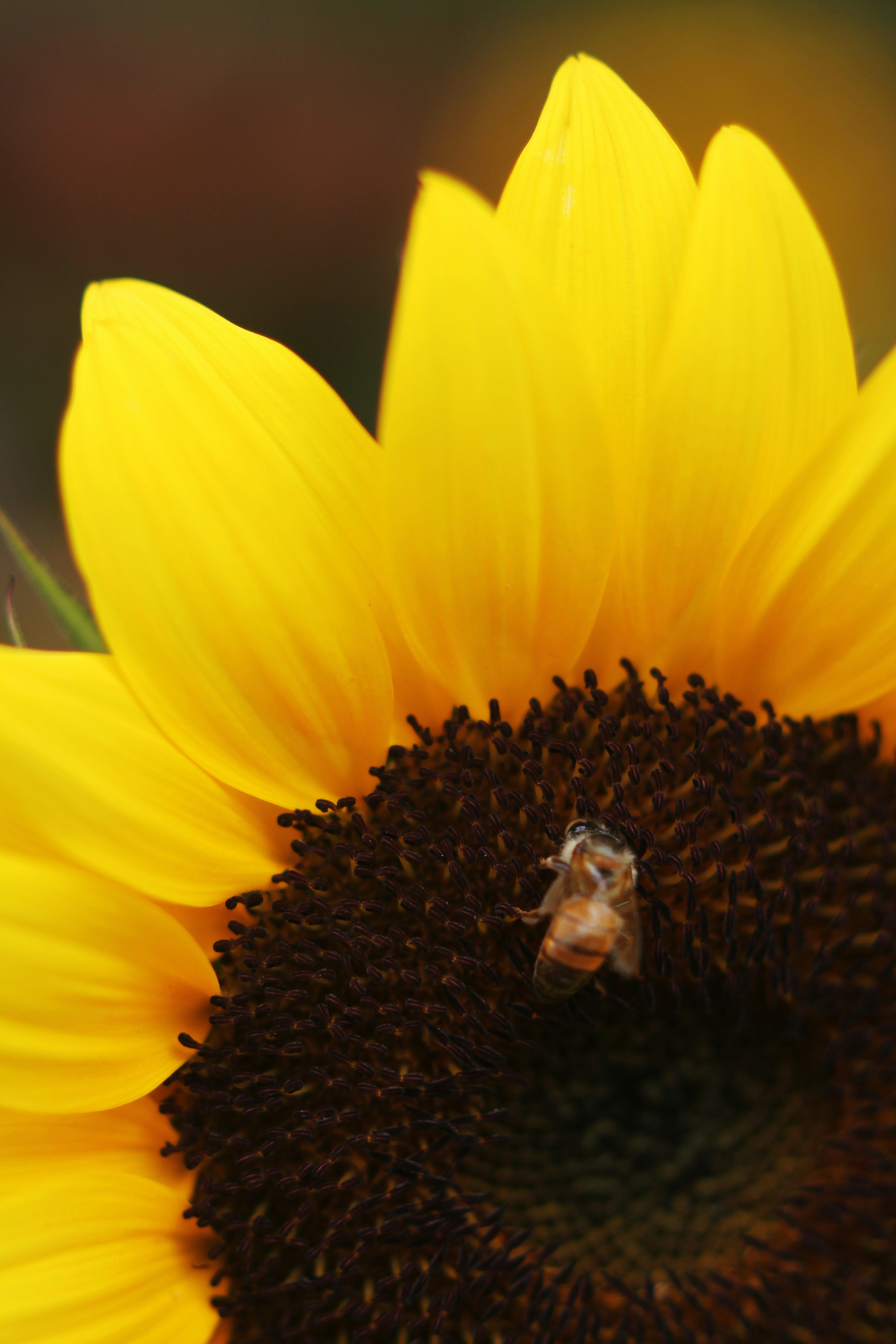 Photo by lauraarellano