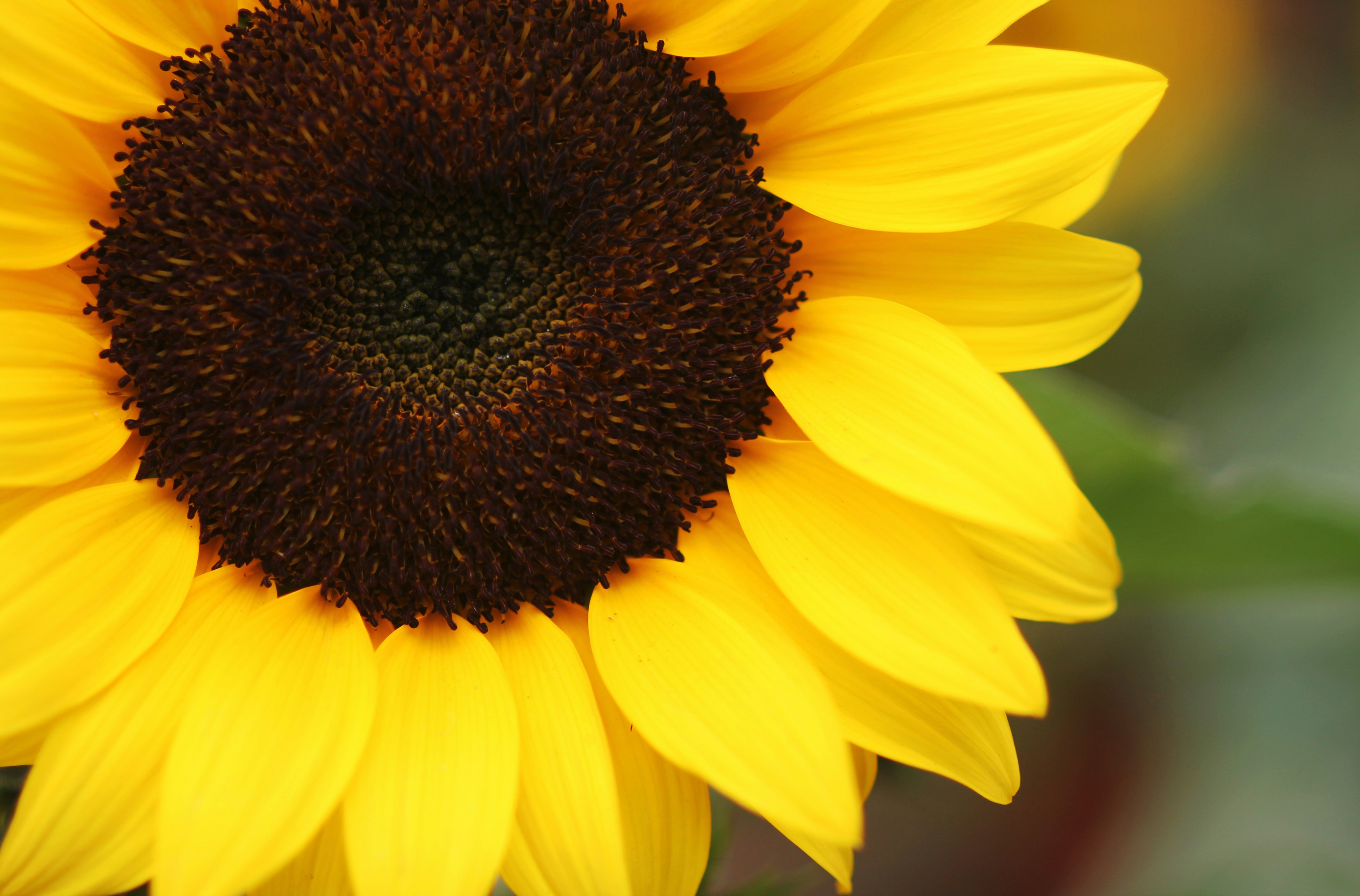 Photo by lauraarellano