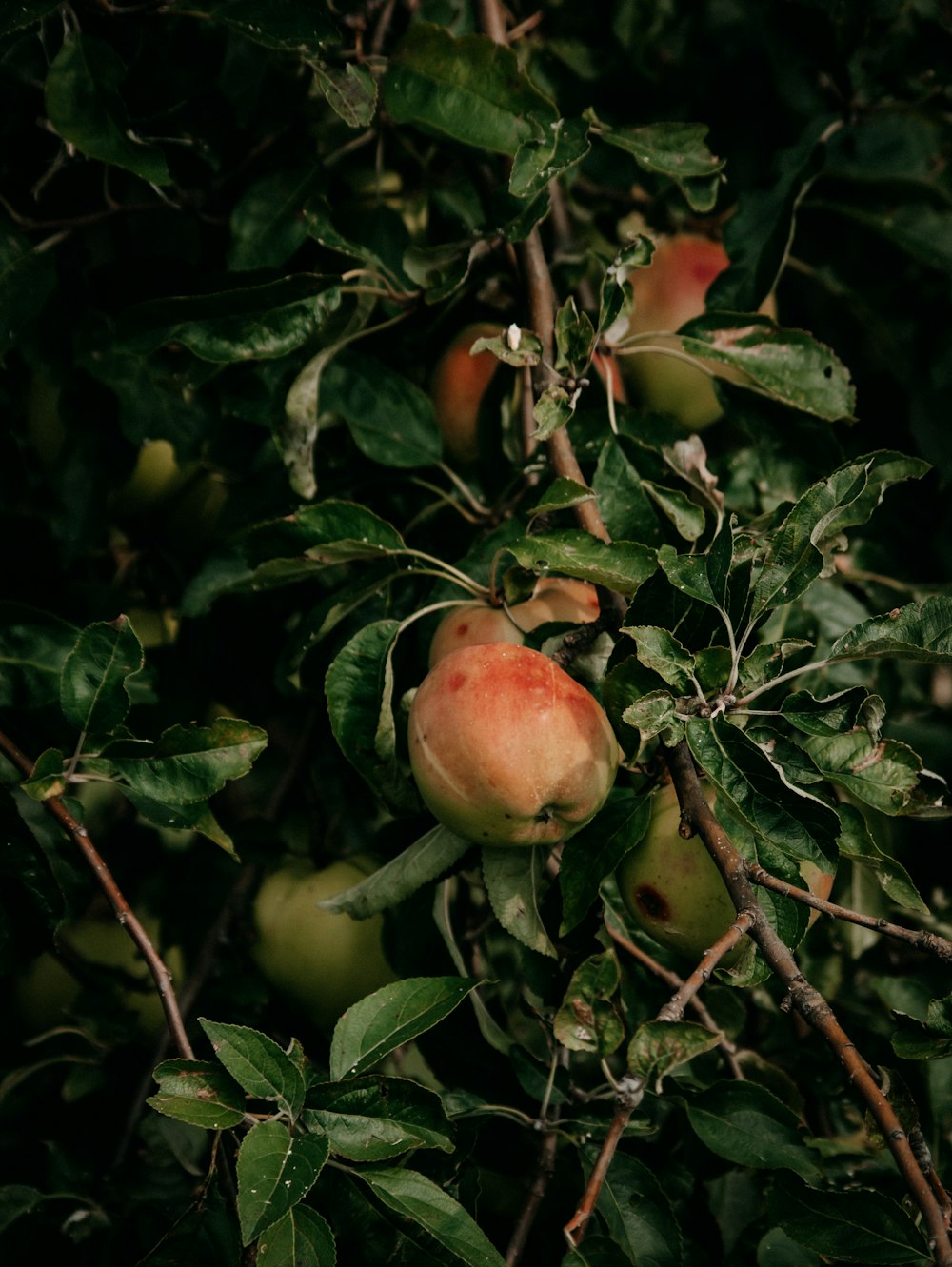 red apple fruit on tree branch