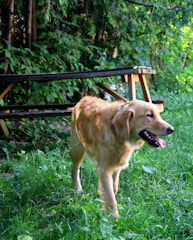 Dog enjoying a walk in the green outdoor area