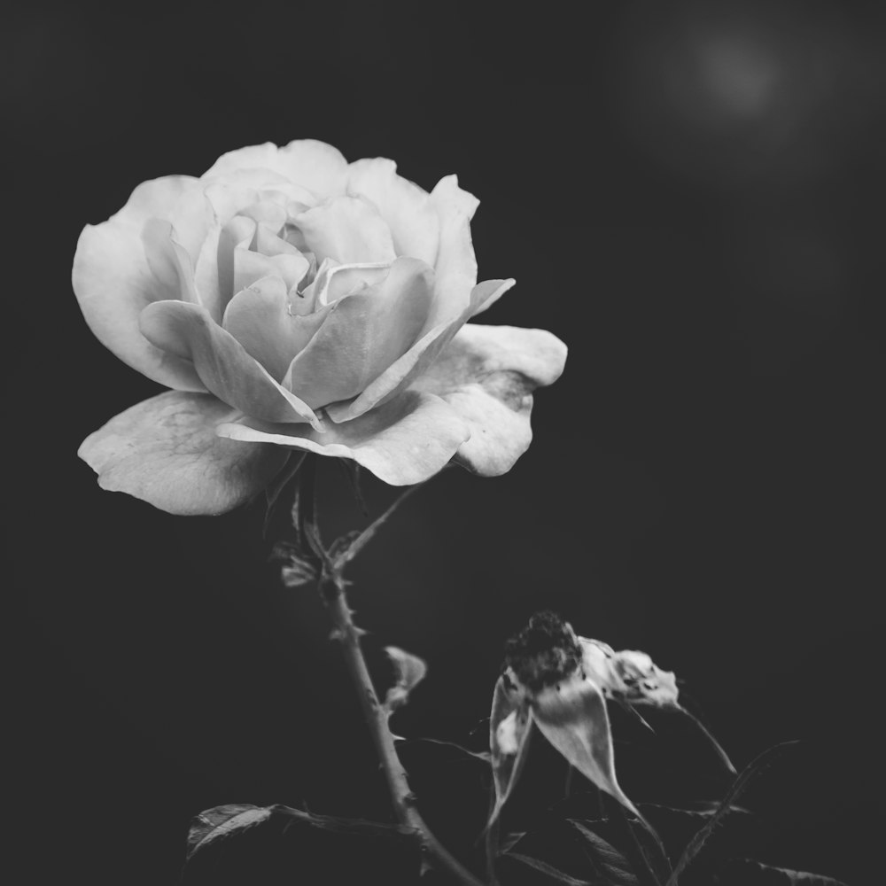 weiße Rose auf schwarzem Hintergrund
