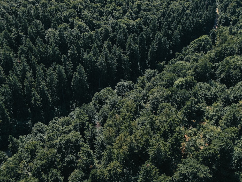 green trees on hill during daytime