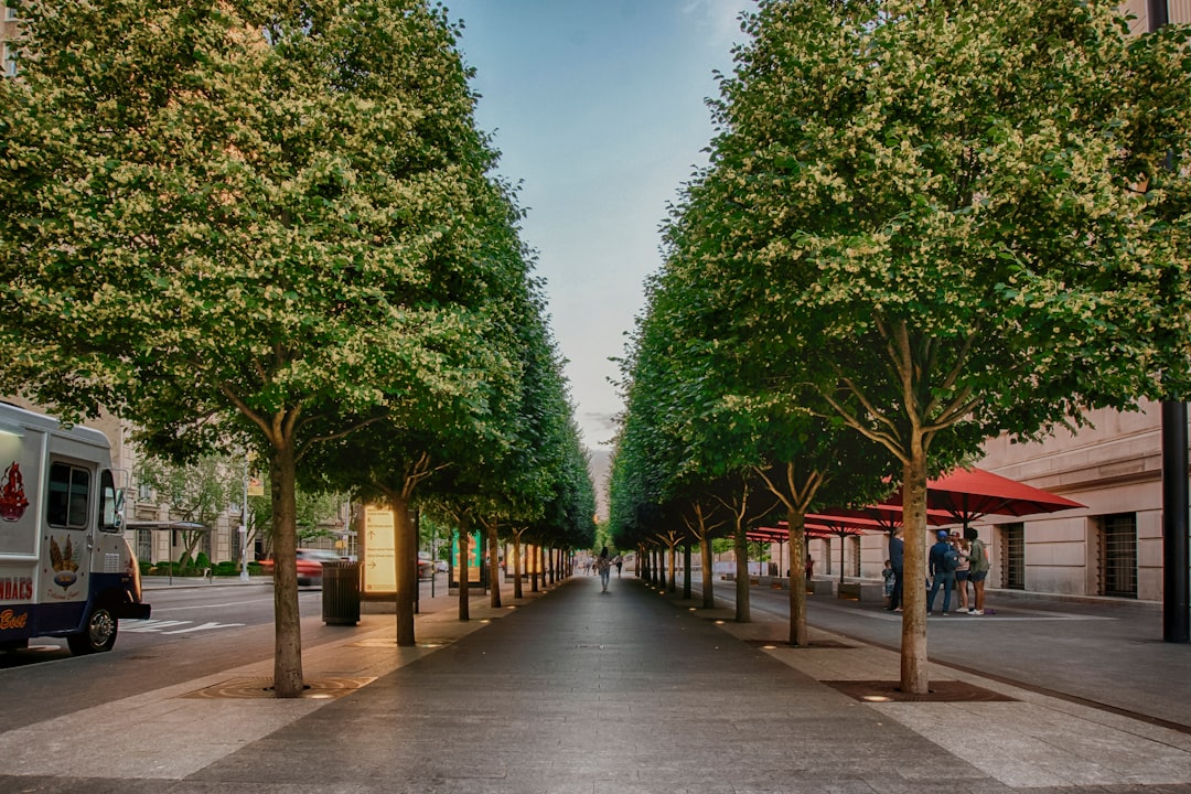 green trees on gray concrete pathway during daytime