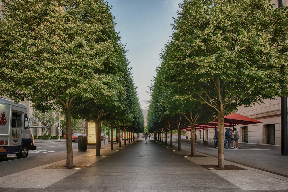 green trees on gray concrete pathway during daytime