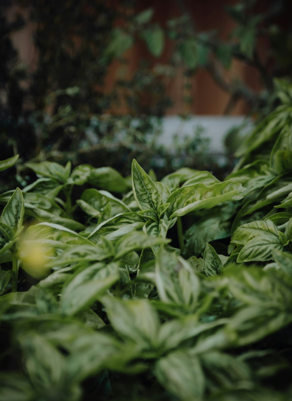 green leaves with yellow fruit