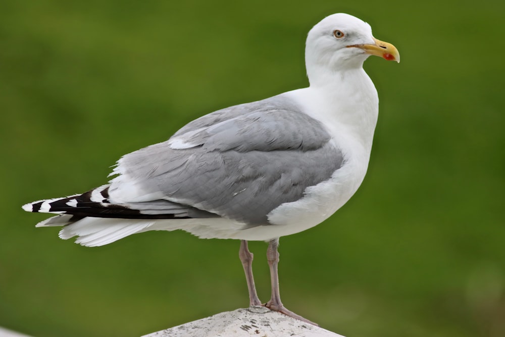 white and gray bird on gray rock