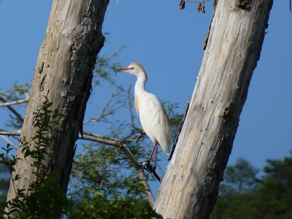 uccello bianco sul ramo marrone dell'albero durante il giorno