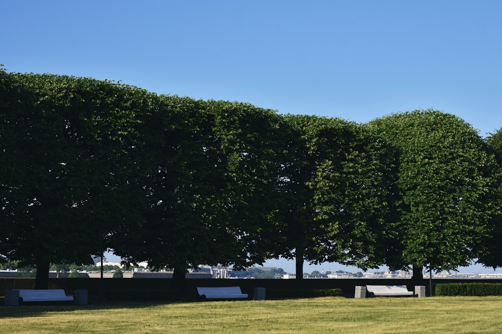 green trees on green grass field during daytime